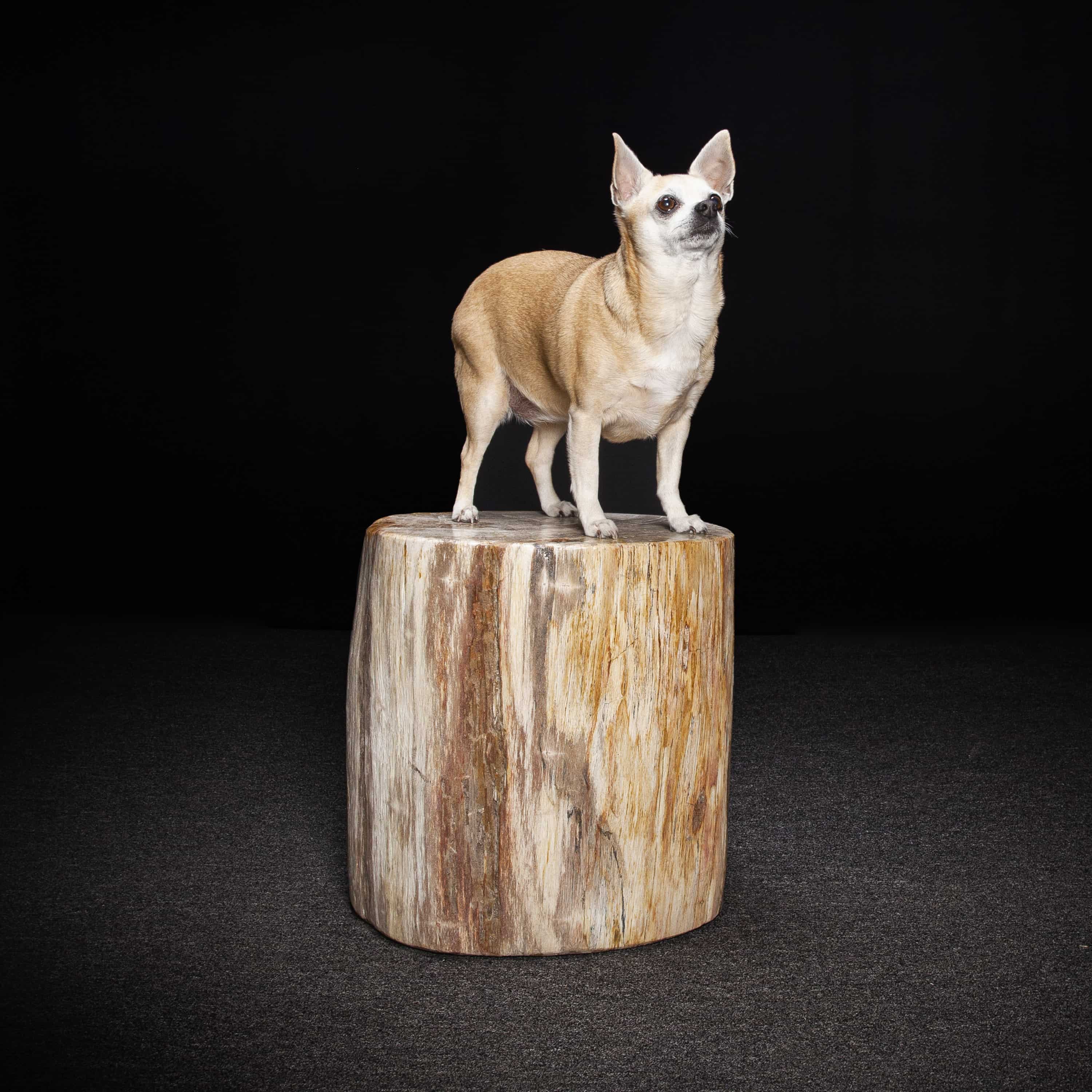 Petrified Wood Trunk Side Table Or Stool